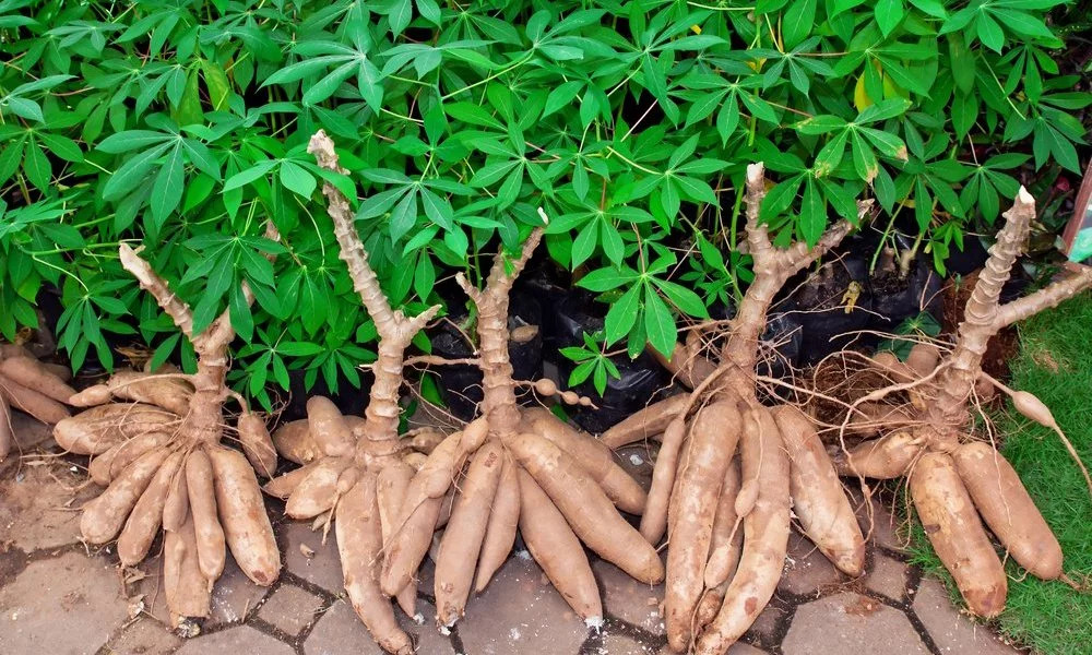 Nhựa sinh học bột sắn là gì? Hướng dẫn đầy đủ