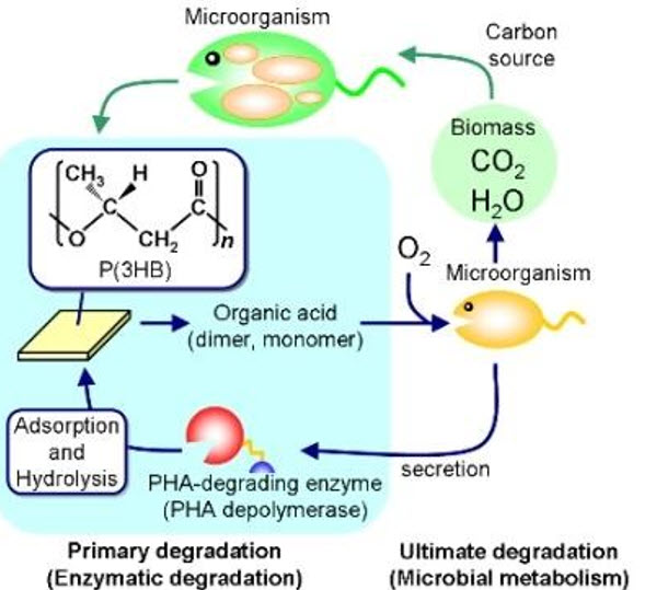 Biodegradable mechanism