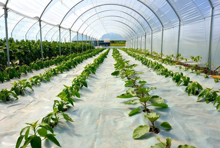 Greenhouse films made from PE plastic is widely used in agriculture