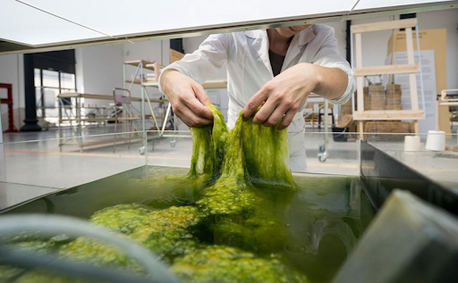 Algae Bioplastics contribute to promoting the transition to sustainable materials on a global scale in the future