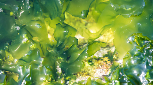  Algae bioplastics could be a major turning point in reducing the environmental impact of plastic production and resource depletion