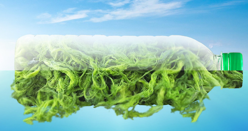 The production process of Algae bioplastics is mainly to extract polysaccharides and lipids from algae to create polymers