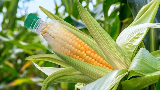 Bioplastics made of renewable raw materials, such as corn, sugarcane, or other biomass